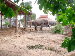 ช้างตัวใหญ่ที่มหาสารคาม 