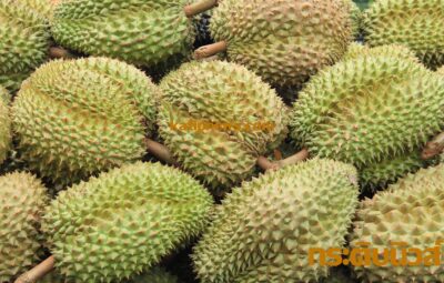 ทุเรียน durian