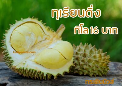 ทุเรียน durian