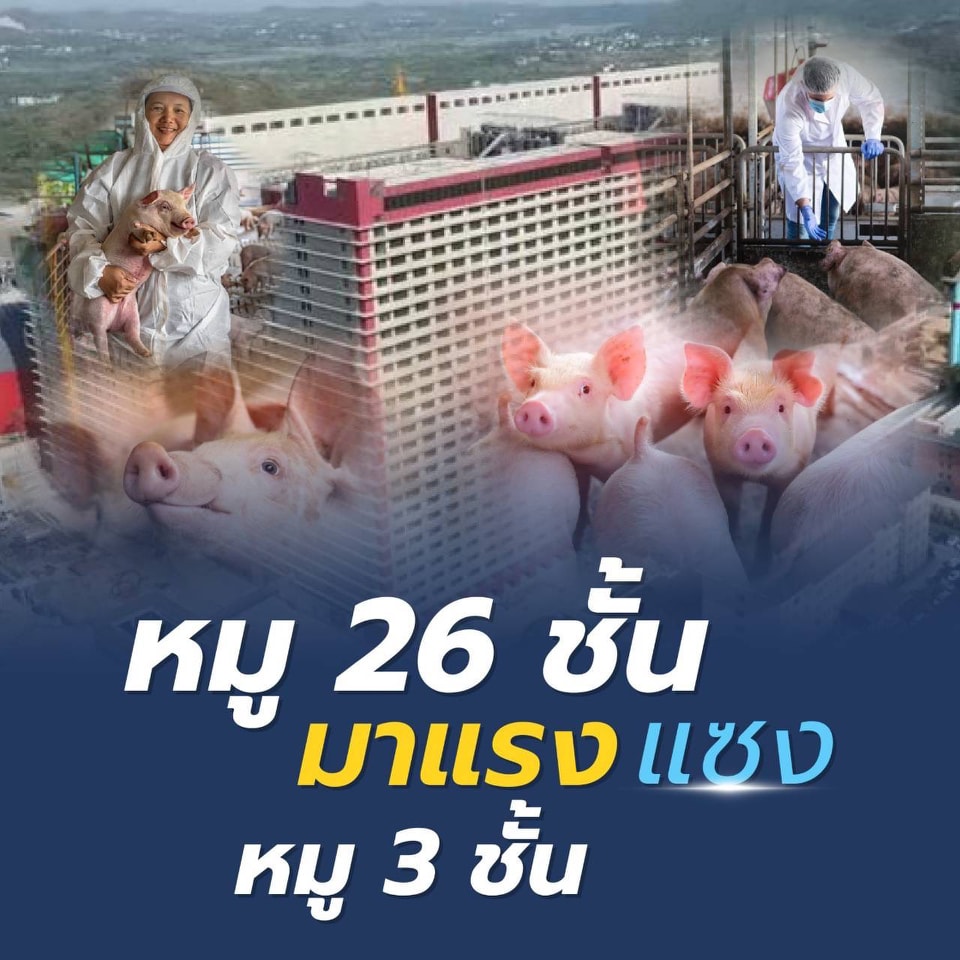 เลี้ยงหมูบนตึก" 26ชั้นของประเทศจีน